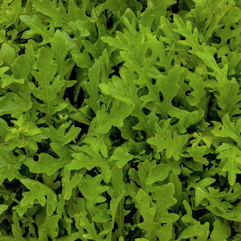 Rocket Salad Seeds (Arugula)
